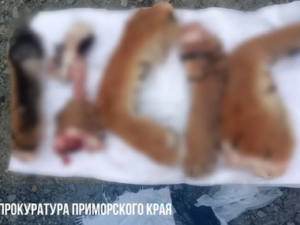 Части расчленённого амурского тигра нашли в багажнике у жителя Приморья